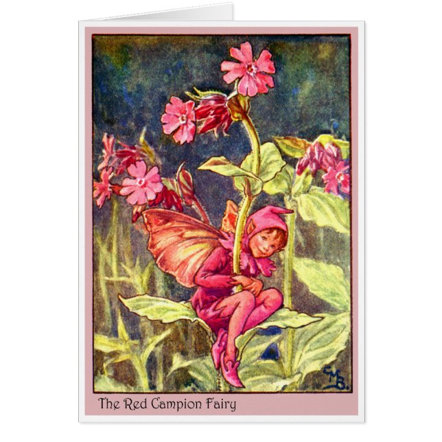 Red Campion Fairy (Vorne)