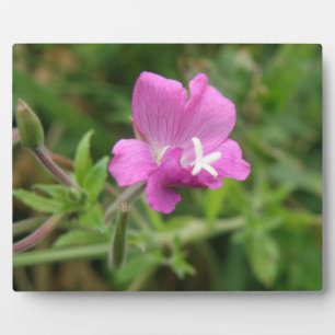 Red Campion Wildblume Plaque Fotoplatte