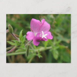 Red Campion Wildblume Postcard Postkarte