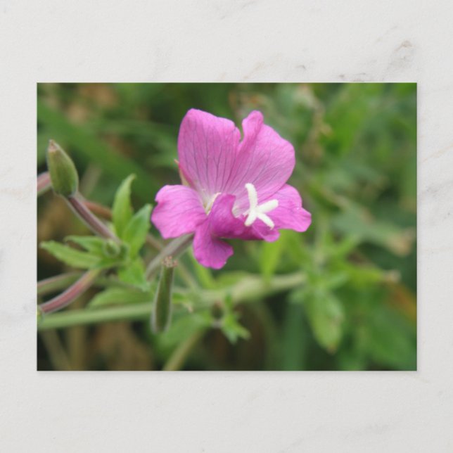 Red Campion Wildblume Postcard Postkarte (Vorderseite)