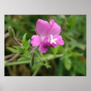 Red Campion Wildblume Print Poster