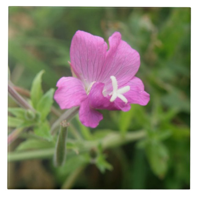 Red Campion Wildblume Tile Fliese (Vorderseite)