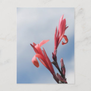 Red Cannas Canna Lilies Blume Foto Postkarte