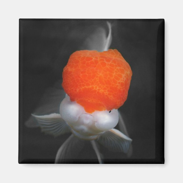 Red Cap Oranda Goldfish Magnet (Vorne)