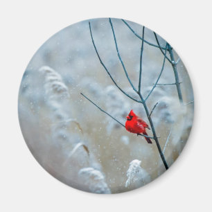 Red Cardinal in Winter Nature Foto von Christmas Magnet