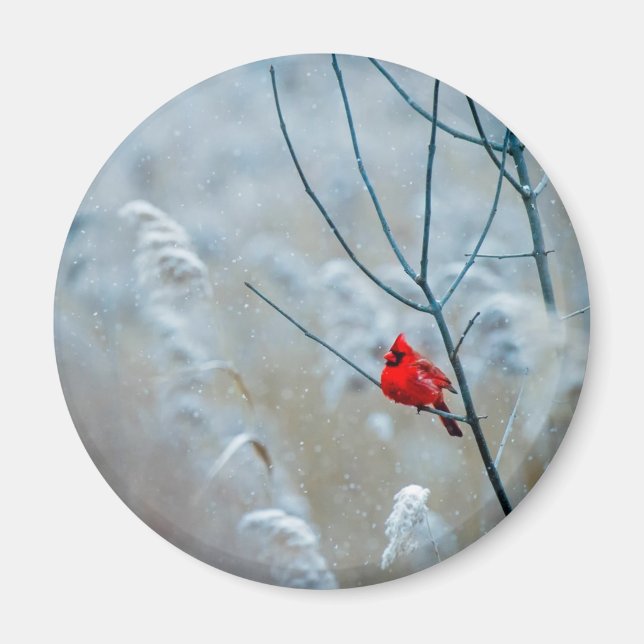 Red Cardinal in Winter Nature Foto von Christmas Magnet (Vorne)