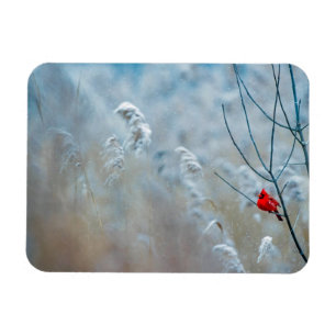 Red Cardinal in Winter Nature Foto von Christmas Magnet