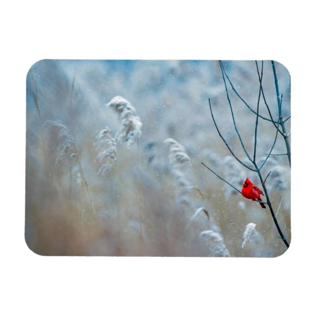 Red Cardinal in Winter Nature Foto von Christmas Magnet (Horizontal)