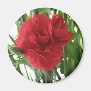 Red Carnation Magnet