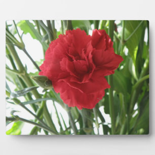 Red Carnation Plaque Fotoplatte