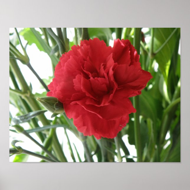 Red Carnation Print Poster (Vorne)