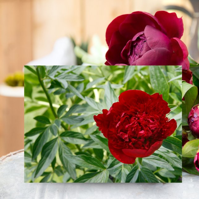 Red Charm Peony Postcard Postkarte (Capture timeless elegance with this Red Charm Peony, perfect for any nature lover.)