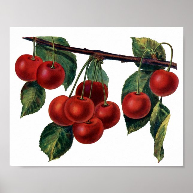 Red Cherries Poster (Vorne)