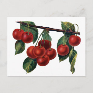 Red Cherries Postkarte