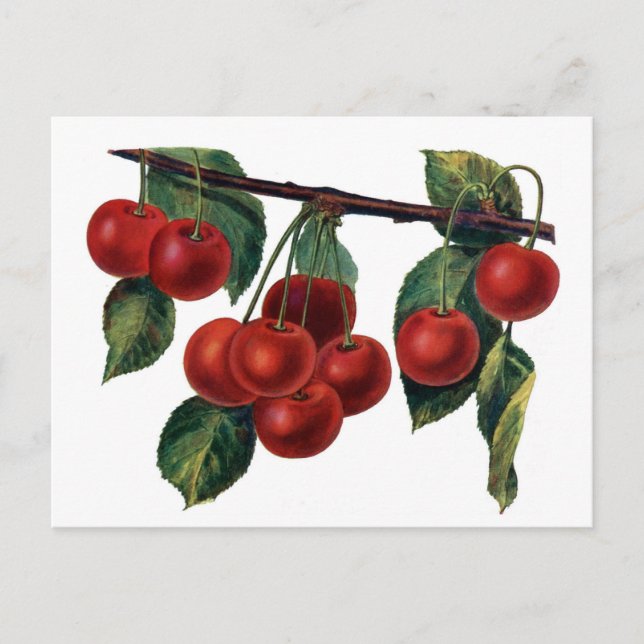 Red Cherries Postkarte (Vorderseite)
