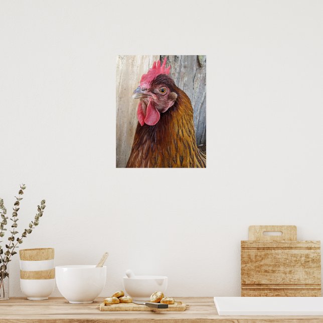 Red Chicken Hen Foto Poster (Küche)