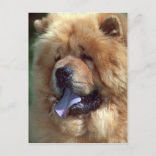 Red Chow Postkarte