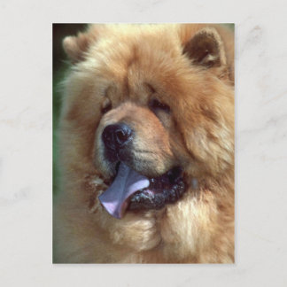 Red Chow Postkarte