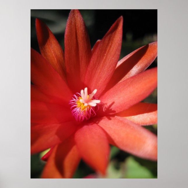 Red Christmas Cactus Blume Poster (Vorne)