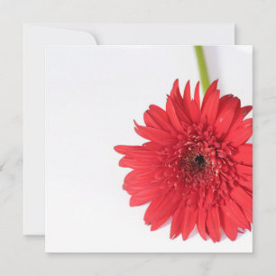 Red Chrysanthemum Ihre Text Flat Card