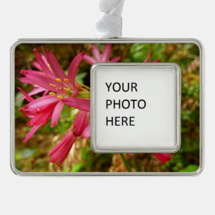 Red Clintonia Blume in Redwoods Rahmen-Ornament Silber