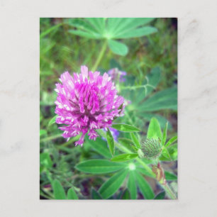 Red Clover Blossom 2 Postkarte