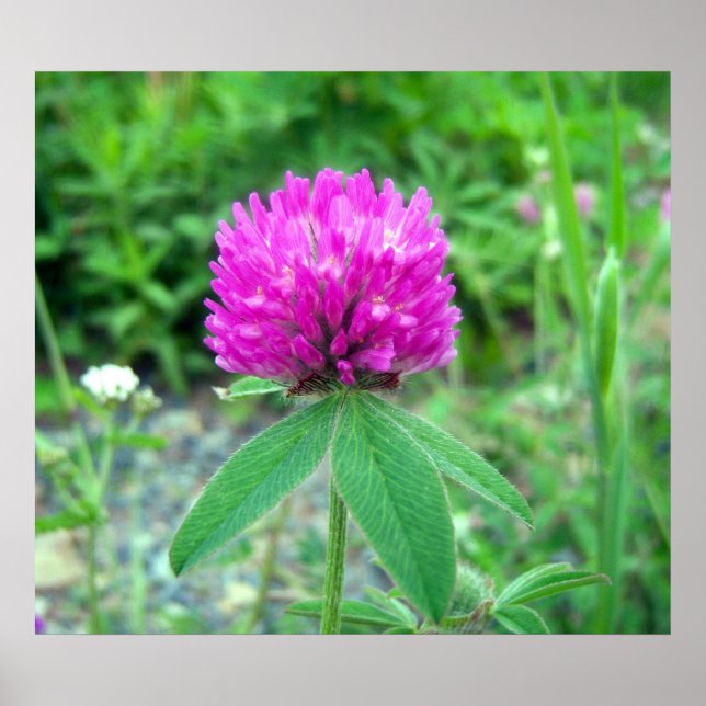 Red Clover Blossom 3 Poster (Vorne)