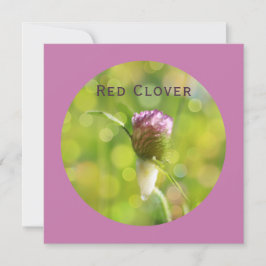 Red Clover Blume auf Magenta Feiertagskarte