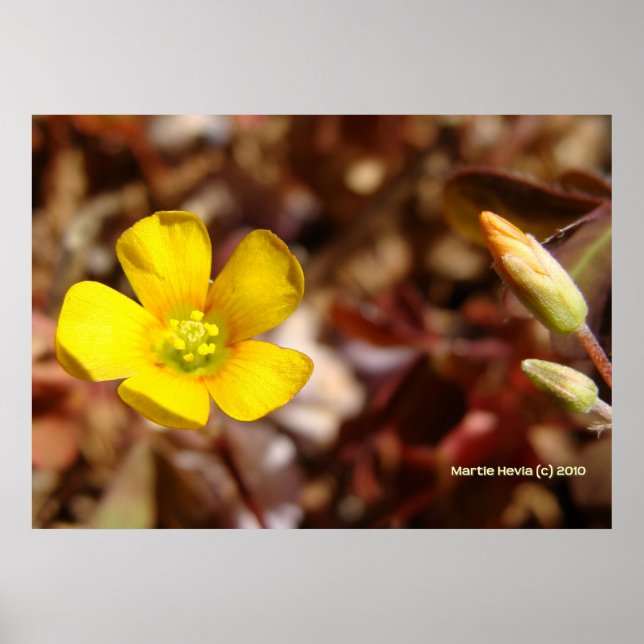 Red Clover Blume Poster (Vorne)
