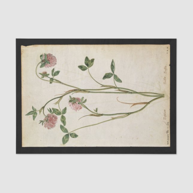 Red Clover von Jacques de Morgues Seidenpapier (Vorderseite)