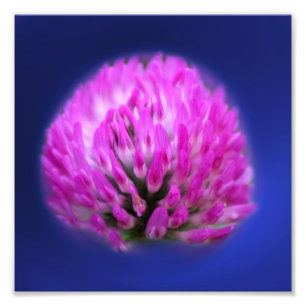 Red Clover Wildblume 8x8 Fotodruck