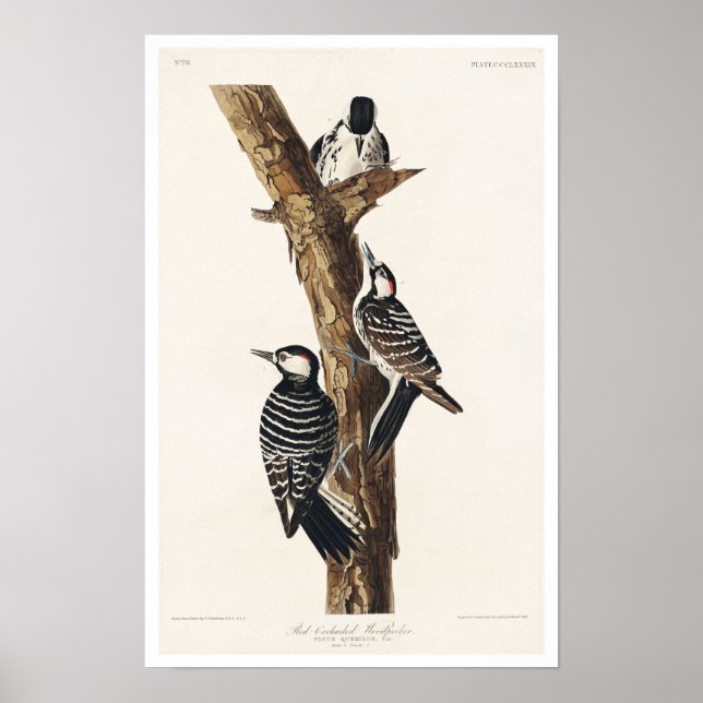 Red Cockaded Woodpecker von Audubon Poster (Vorne)