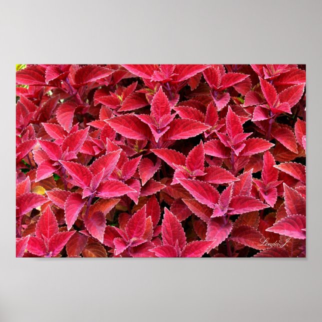 Red Coleus Hintergrund Textur Leinwand oder Poster (Vorne)