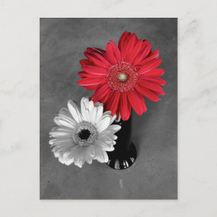 Red Color Splash Gerber Daisy Fotografie Postkarte