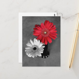 Red Color Splash Gerber Daisy Fotografie Postkarte