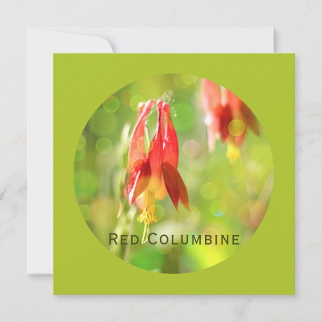 Red Columbine Blume auf Atlantis Green Flat Card (Vorderseite)