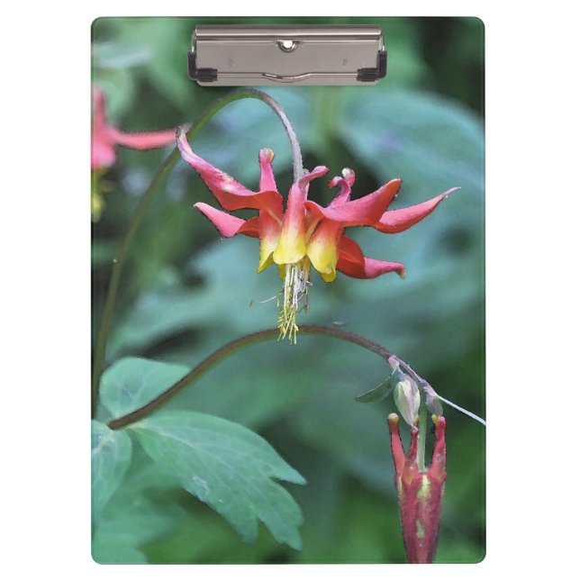 Red Columbine Klemmbrett (Vorderseite)
