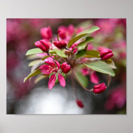 Red Crab Apple Blume Poster