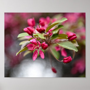 Red Crab Apple Blume Poster