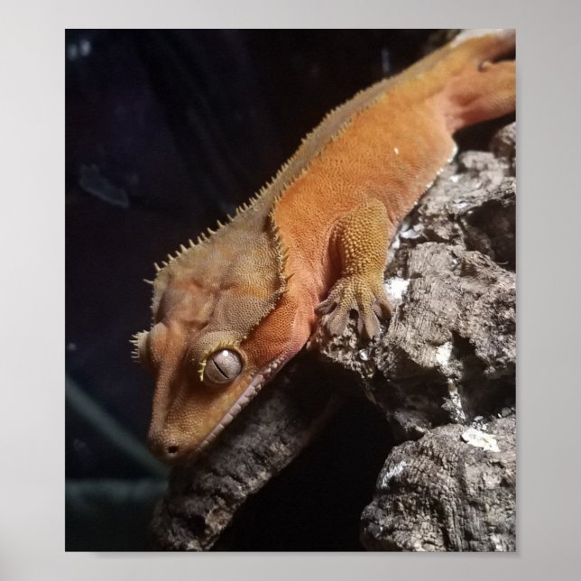 Red Crested Gecko Poster (Vorne)