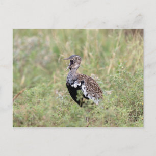 Red Crested Korhaan Postkarte