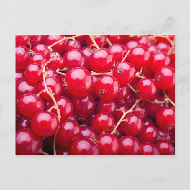Red Currant Postkarte (Vorderseite)
