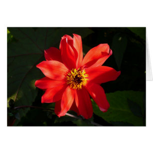 Red Dahlia (Bischof von Llandaff)