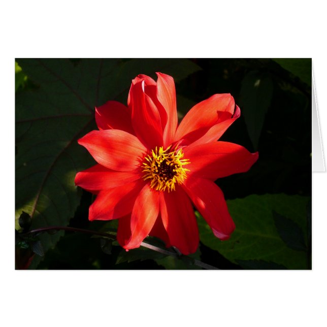 Red Dahlia (Bischof von Llandaff) (Vorderseite (Horizontal))