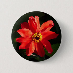 Red Dahlia (Bischof von Llandaff) Button