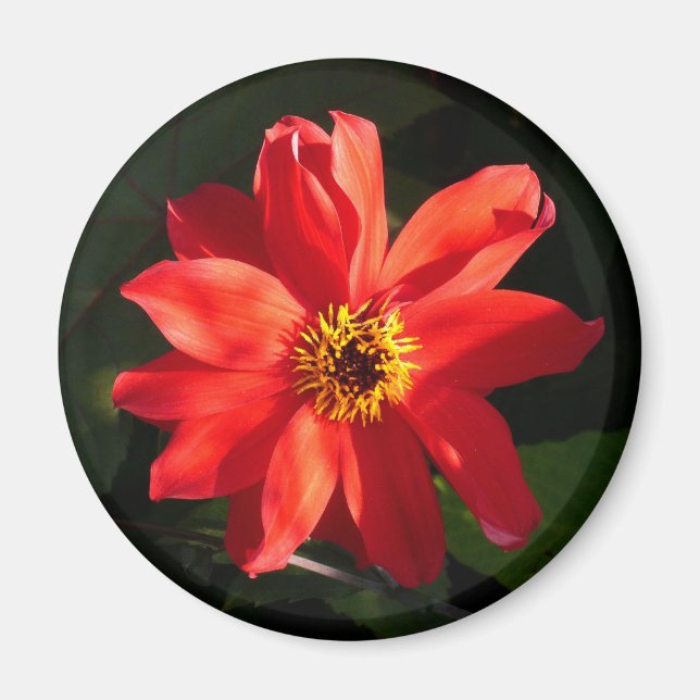Red Dahlia (Bischof von Llandaff) Magnet (Vorne)