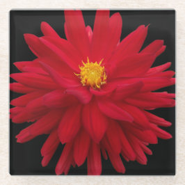 Red Dahlia Bloom auf schwarzer Flora Glasuntersetzer