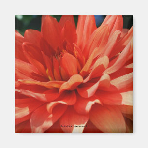 Red Dahlia Blume Foto Magnet