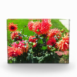 Red Dahlia Blume Fotoblock