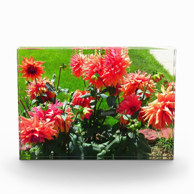 Red Dahlia Blume Fotoblock (Vorderseite)